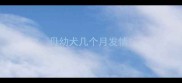 母幼犬几个月发情