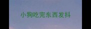 小狗吃完东西发抖