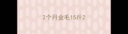 2个月金毛15斤