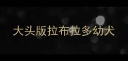大头版拉布拉多幼犬