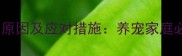 狗狗频繁呕吐的10个原因及应对措施养宠家庭必看的呕吐急救指南