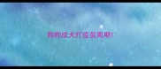 狗狗成犬打疫苗周期