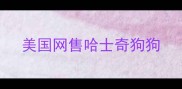 美国网售哈士奇狗狗
