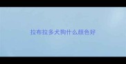 拉布拉多犬狗什么颜色好