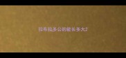 拉布拉多公的能长多大
