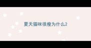 夏天猫咪很瘦为什么