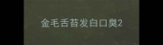 金毛舌苔发白口臭
