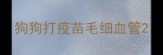 狗狗打疫苗毛细血管
