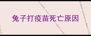 兔子打疫苗死亡原因