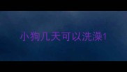 小狗几天可以洗澡