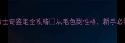 哈士奇鉴定全攻略从毛色到性格新手必看