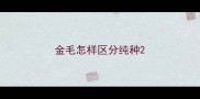 金毛怎样区分纯种