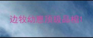 边牧幼崽顶级品相