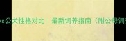 哈士奇母犬vs公犬性格对比最新饲养指南附公母饲养避坑清单
