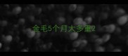 金毛5个月大多重