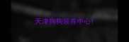 天津狗狗领养中心