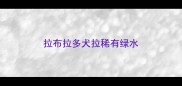 拉布拉多犬拉稀有绿水