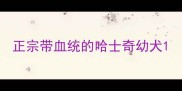 正宗带血统的哈士奇幼犬