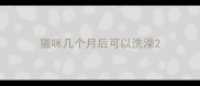 猫咪几个月后可以洗澡