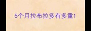 5个月拉布拉多有多重