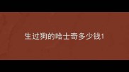 生过狗的哈士奇多少钱