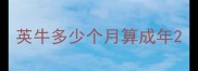 英牛多少个月算成年