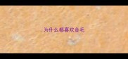 为什么都喜欢金毛