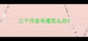 三个月金毛瘦怎么办