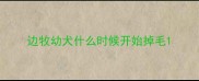 边牧幼犬什么时候开始掉毛