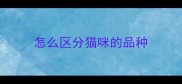 怎么区分猫咪的品种
