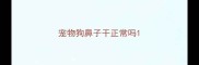 宠物狗鼻子干正常吗