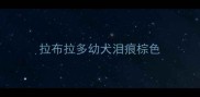 拉布拉多幼犬泪痕棕色