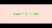 泰迪几个月了长得快