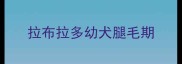 拉布拉多幼犬腿毛期