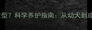 拉布拉多几个月定型科学养护指南从幼犬到成年的关键期管理