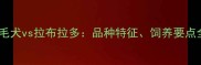 金毛犬vs拉布拉多品种特征饲养要点全