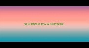 如何喂养边牧以及预防疾病