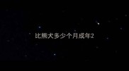 比熊犬多少个月成年