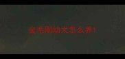 金毛刚幼犬怎么养