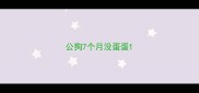 公狗7个月没蛋蛋