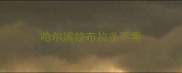 哈尔滨拉布拉多下素
