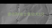 谁收购哈士奇幼犬8只