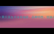 拉布拉多黑贝混血犬培育指南品种特性优缺点及饲养全