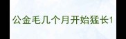 公金毛几个月开始猛长