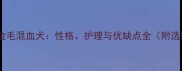 拉布拉多金毛混血犬性格护理与优缺点全附选购指南