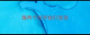 猫两个月开始打疫苗