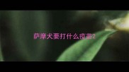 萨摩犬要打什么疫苗