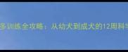黑色拉布拉多训练全攻略从幼犬到成犬的12周科学训练指南