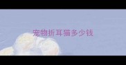 宠物折耳猫多少钱