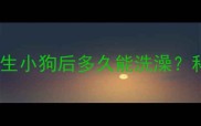 哺乳期犬只护理指南狗狗生小狗后多久能洗澡科学洗澡时间表与注意事项